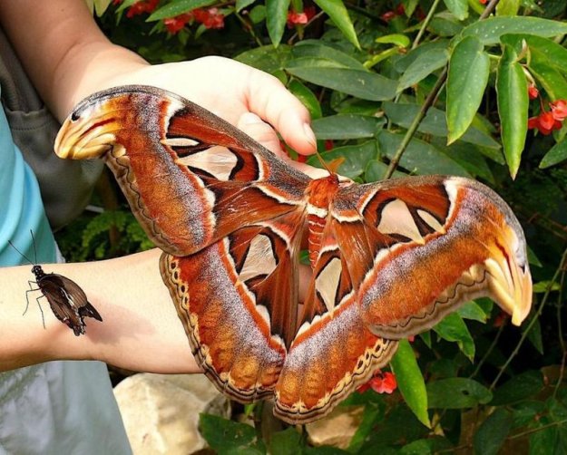 Павлиноглазка Атлас гигантская бабочка фото 2 (625x502, 85Kb)