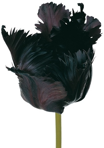 25black parrot tulip (337x480, 76Kb)