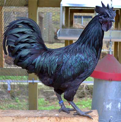 ayam_cemani_8 (396x400, 140Kb)