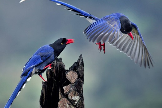 Taiwan Blue Magpie (Urocissa caerulea) 18[2] (520x347, 125Kb)