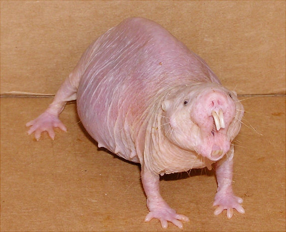 3875377_Naked_mole_rat (575x467, 59Kb)