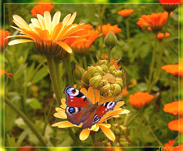 бабочки и цветы 1 (700x579, 371Kb)