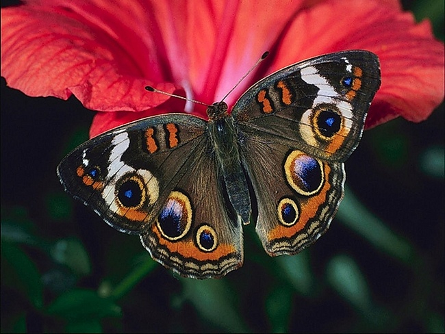 бабочки и цветы 7 (650x488, 322Kb)