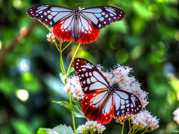 бабочки и цветы 19 (688x516, 338Kb)