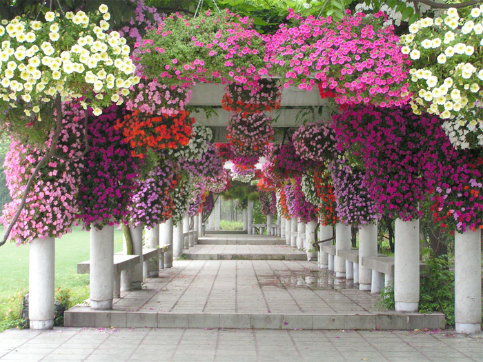 ботанический сад Шанхай 32 (700x525, 632Kb)