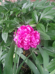 20150530_115733 (525x700, 421Kb)
