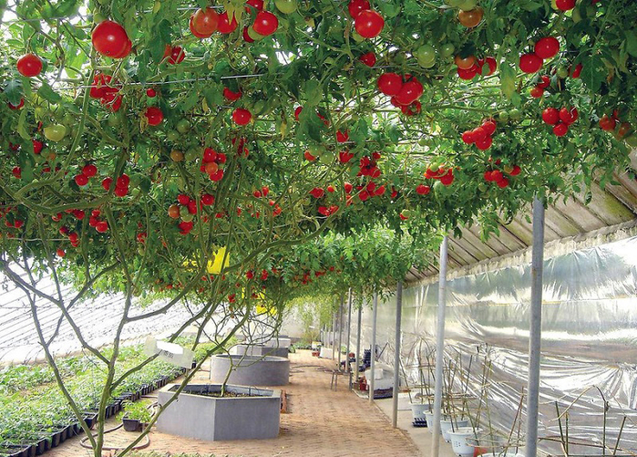 помидорное дерево Спрут F1 5 (700x501, 565Kb)