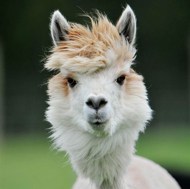 Alpaca-hair-01 (650x648, 120Kb)