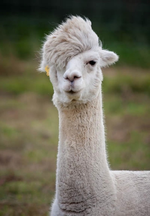 Alpaca-hair-03 (486x700, 152KB)