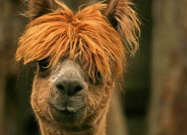 Alpaca-hair-09 (650x469, 124KB)