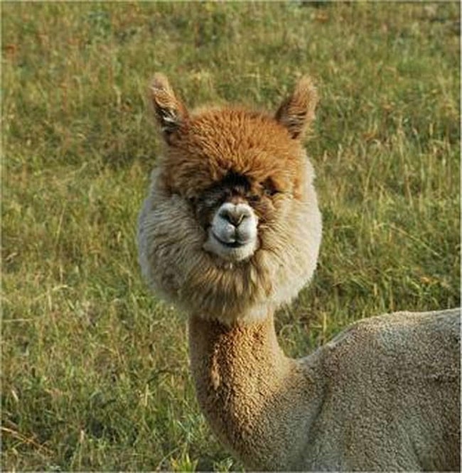 Alpaca-hair-11 (650x666, 197KB)