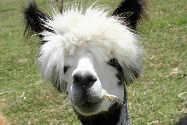 Alpaca-hair-15 (650x434, 125KB)