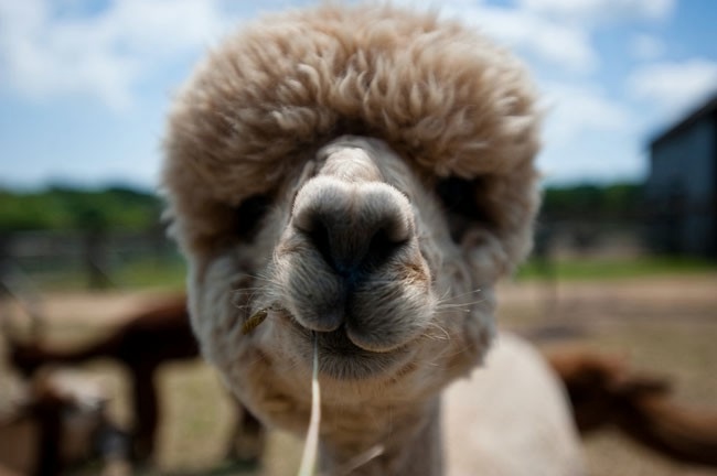 Alpaca-hair-20 (650x432, 72KB)