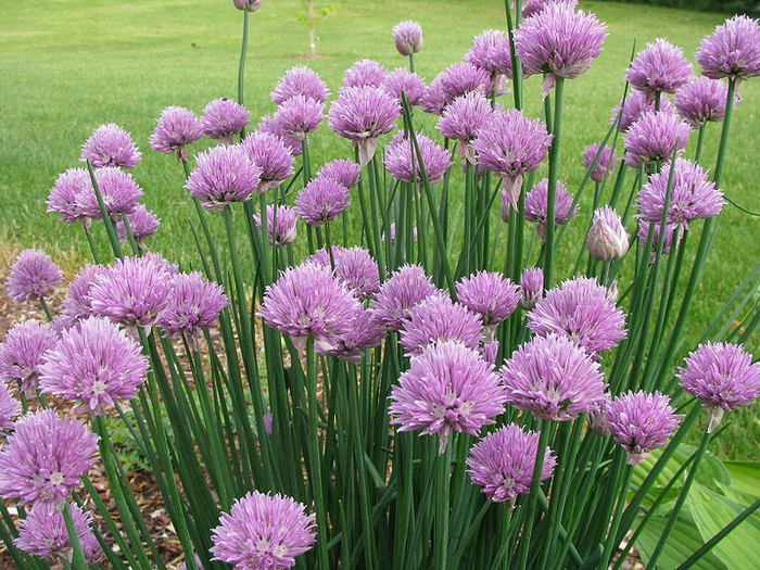 145_chives (700x525, 549Kb)