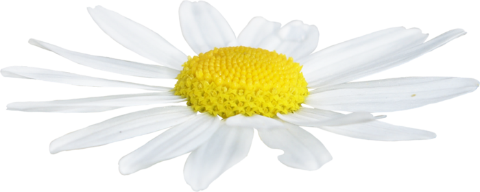 3528972_emka_SunnyMeadow_element84 (700x280, 168Kb)