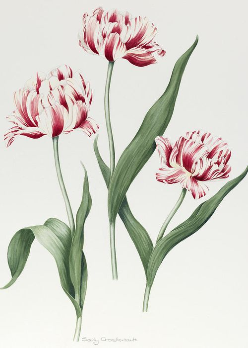 showgreetingcardpreview (5) (500x700, 177Kb)