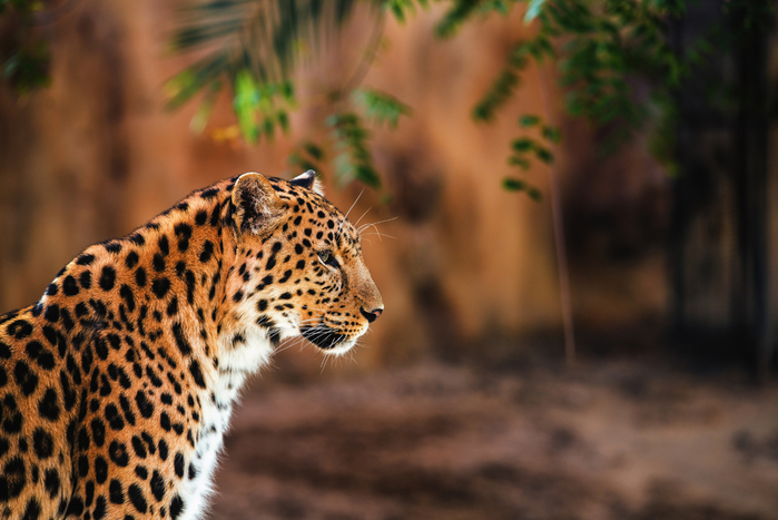 Leopard in the Light (700x467, 367Kb)