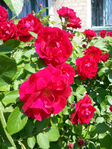 20150604_102115 (525x700, 568Kb)