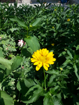 20150604_102108 (525x700, 510Kb)