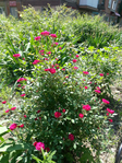 20150604_102402 (525x700, 713Kb)