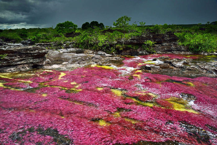 on_the_most_beautiful_river_of_the_world_cano_cristales_2_0 (700x467, 506Kb)