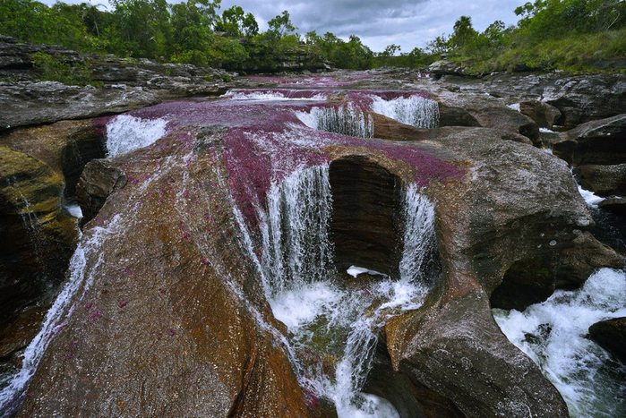 on_the_most_beautiful_river_of_the_world_cano_cristales_6_0 (700x467, 484Kb)