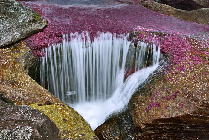 on_the_most_beautiful_river_of_the_world_cano_cristales_19_0 (700x467, 497Kb)