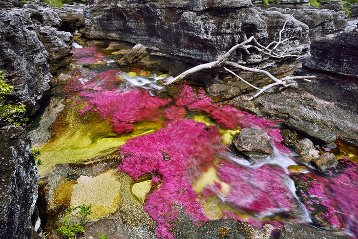 on_the_most_beautiful_river_of_the_world_cano_cristales_21_0 (700x467, 539Kb)