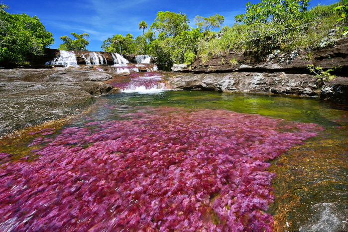 on_the_most_beautiful_river_of_the_world_cano_cristales_24_0 (700x467, 549Kb)