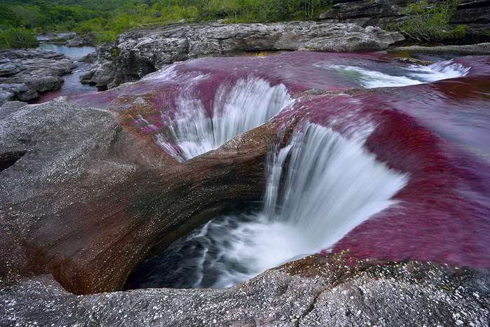 on_the_most_beautiful_river_of_the_world_cano_cristales_27_0 (700x467, 466Kb)