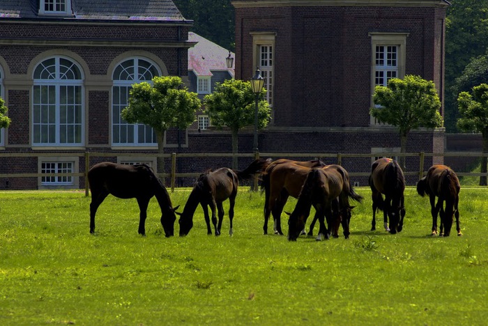 дворец Нордкирхен - (Schloss Nordkirchen) 61448