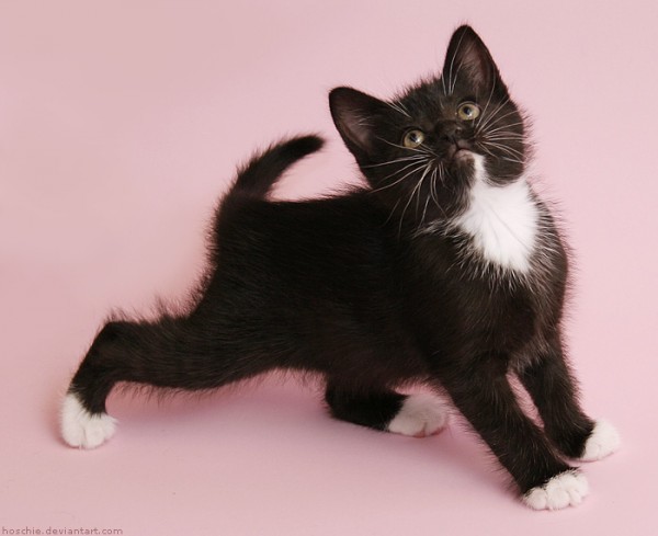 Most-Adorable-Kittens-Photographs-01-600x489 (600x489, 40Kb)