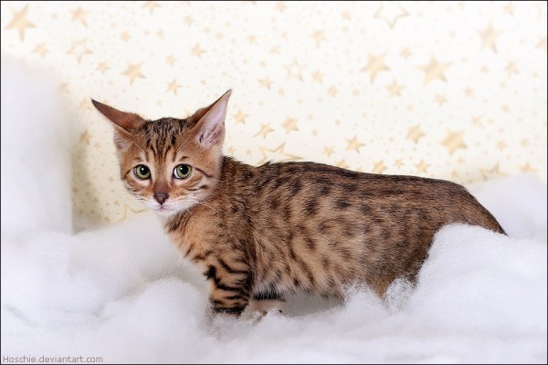 Most-Adorable-Kittens-Photographs-05-600x400 (600x400, 52Kb)