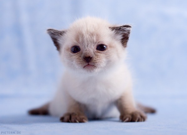 Most-Adorable-Kittens-Photographs-13-600x433 (600x433, 30Kb)