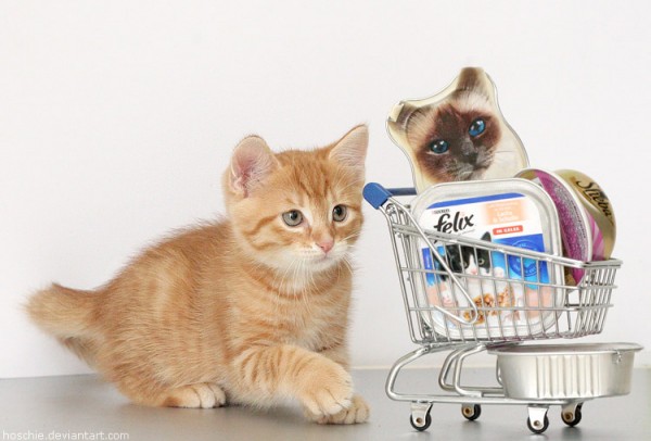 Most-Adorable-Kittens-Photographs-15-600x406 (600x406, 49Kb)