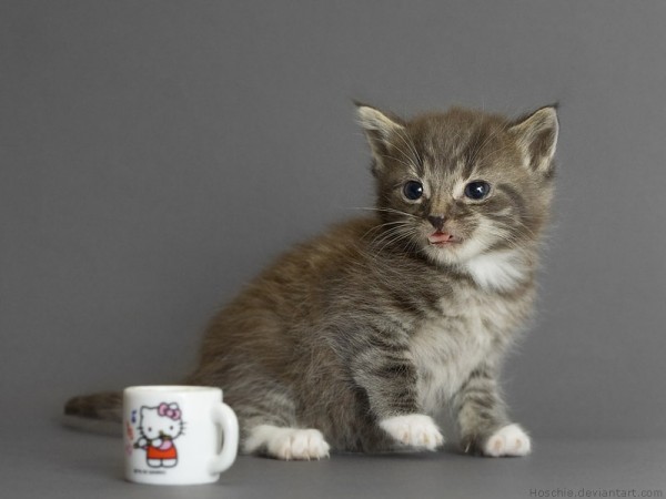 Most-Adorable-Kittens-Photographs-17-600x450 (600x450, 37Kb)