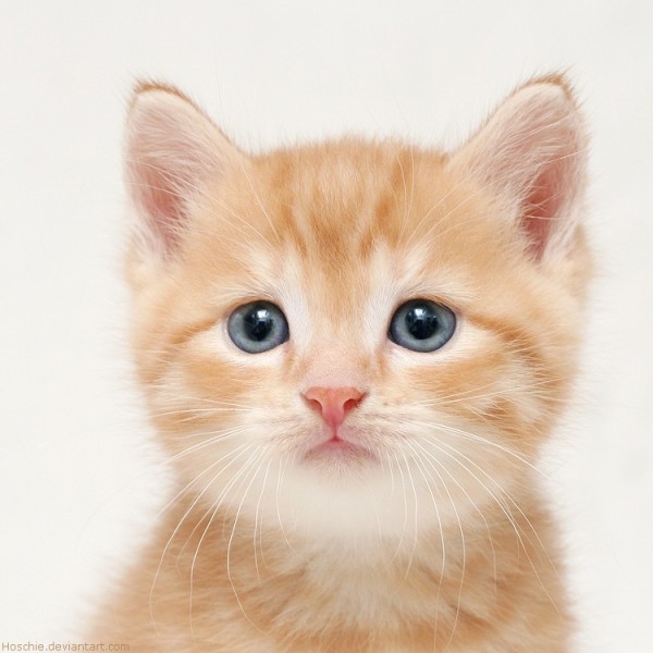 Most-Adorable-Kittens-Photographs-20-600x600 (600x600, 57Kb)