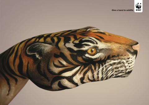 Tiger-480x340 (480x340, 36Kb)