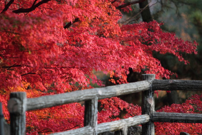 putting_some_colors_on_by_jyoujo-d33lc7s (700x466, 103Kb)