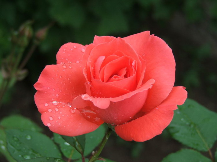 роза нежная (700x524, 68Kb)