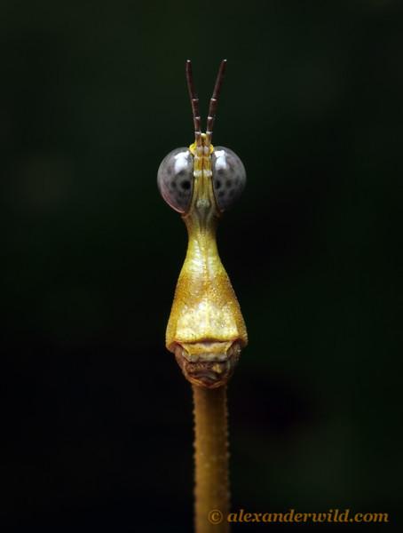  Необычные насекомые мира - фото 2
