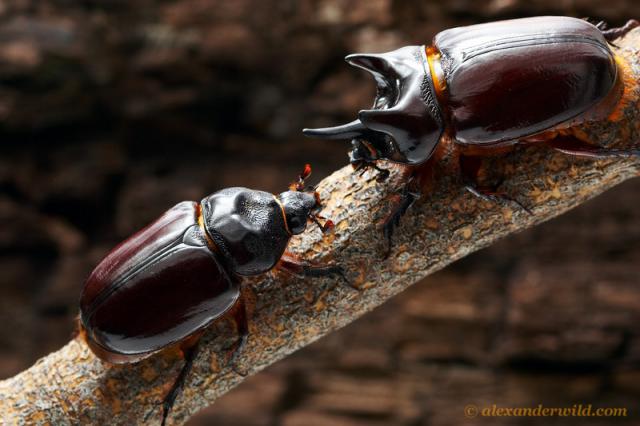  Необычные насекомые мира - фото 10