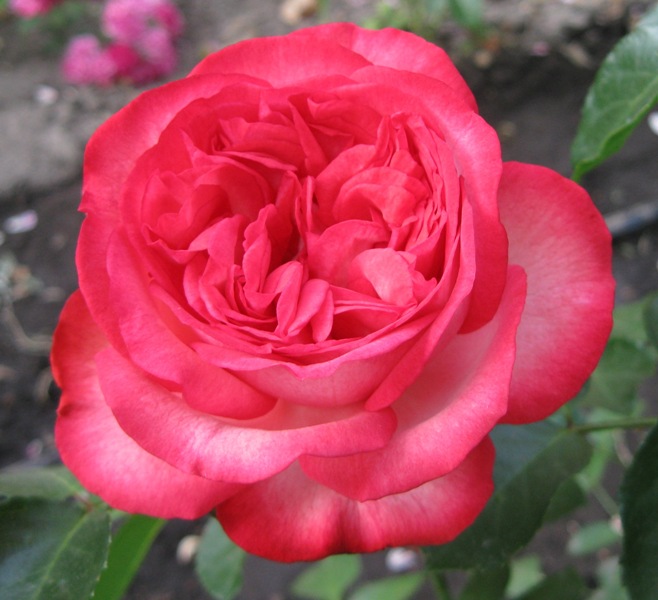 роза малиновая (658x600, 102Kb)