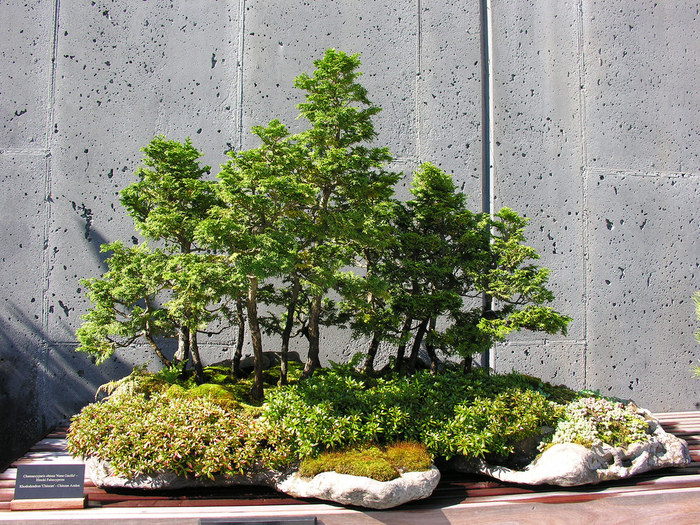 3035399_bonsai_2 (700x525, 388Kb)