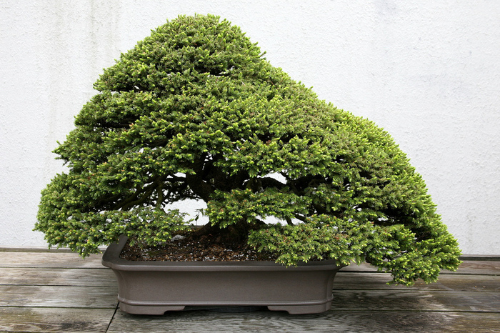 3035399_bonsai_32 (700x466, 258Kb)