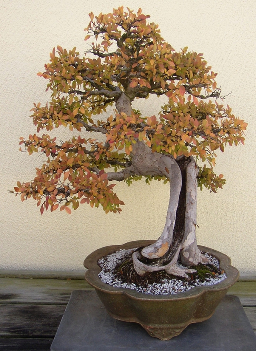 3035399_bonsai_20 (511x700, 326Kb)