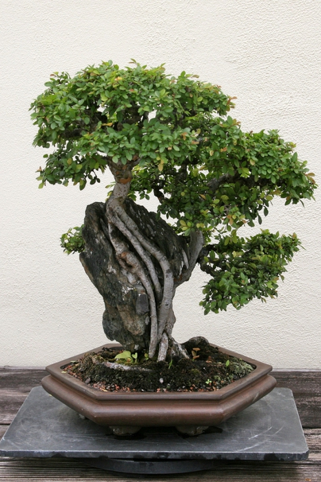 3035399_bonsai_35 (466x700, 296Kb)