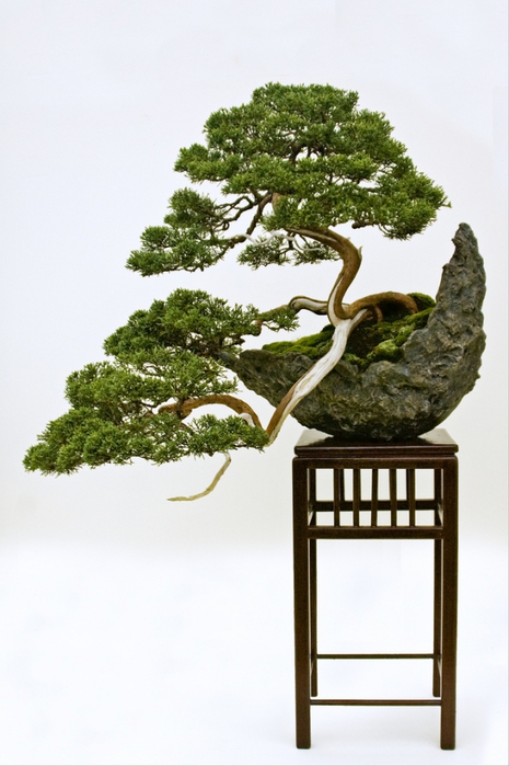 3035399_bonsai_81_1_ (465x700, 206Kb)