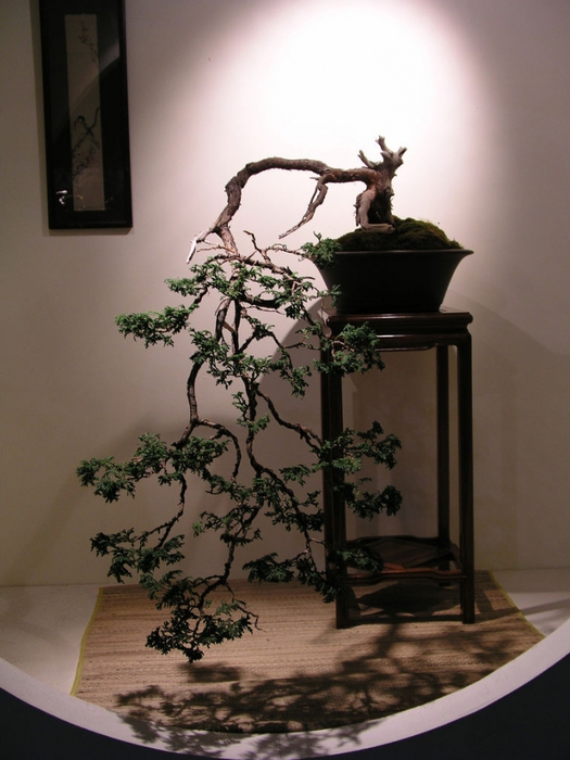 3035399_bonsai_30 (525x700, 233Kb)