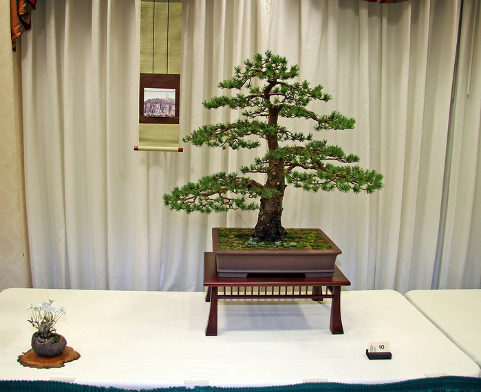 3035399_bonsai_34 (700x570, 210Kb)